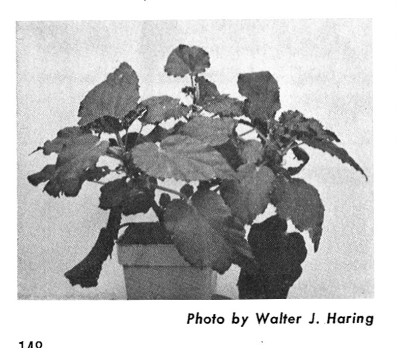 B. ‘Luwalter’